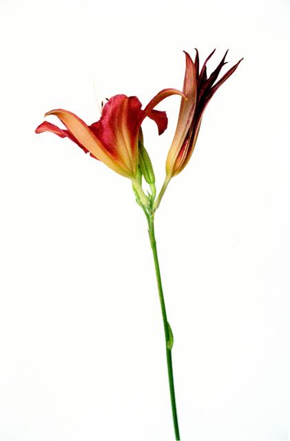 Orange lilies, one in bloom and the right just opening with long stem on white ground