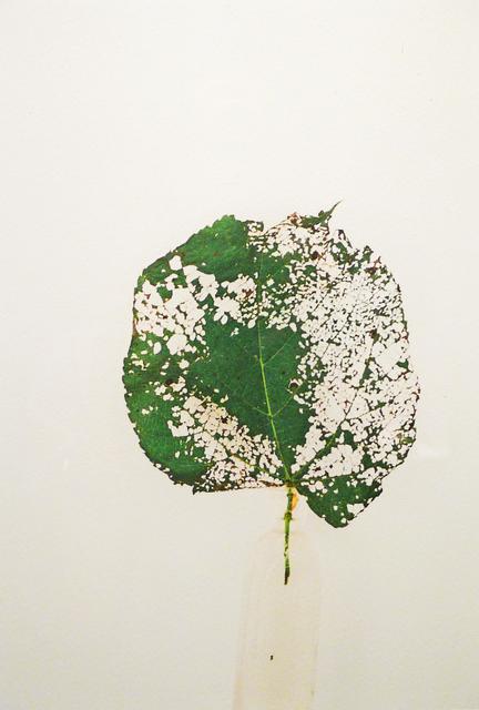 Green leaf with disintegrated section laid flat on white ground