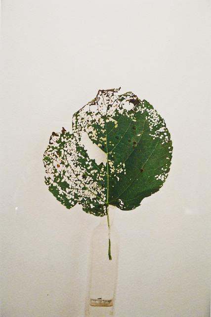 Green leaf with left side disintegrated on white ground