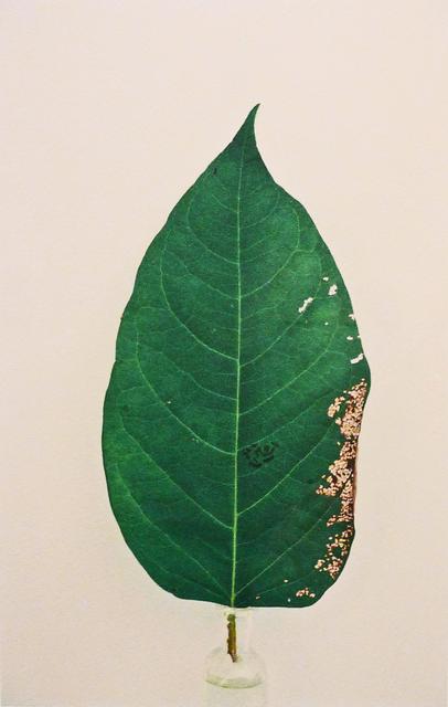 Green leaf with browning on right side laid flat on white ground