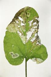 Green leaf with tears flat on white surface