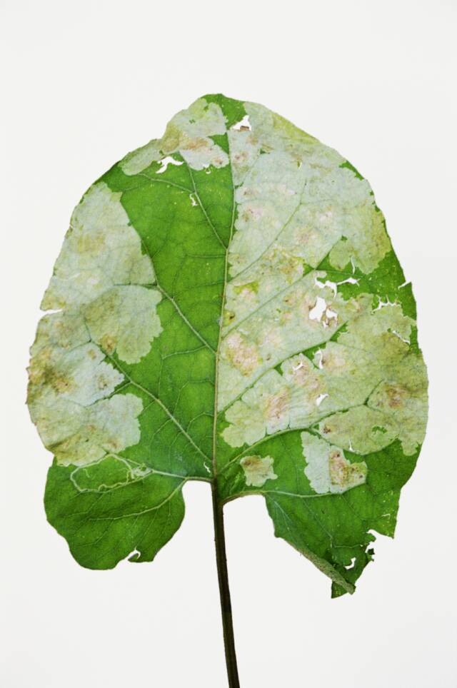 Green leaf with large light green section with small holes on white ground