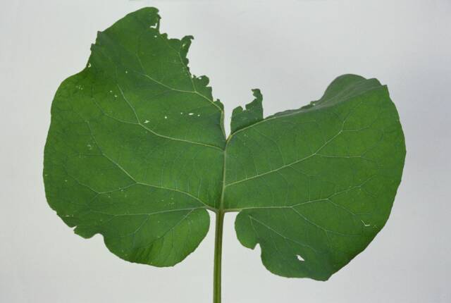 Green leaf with chunk missing from top center on white ground