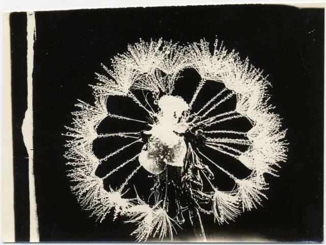 White outline of dandelion on black ground