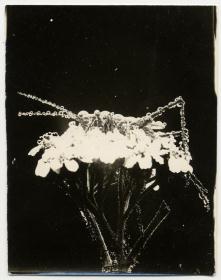 Grasshopper with dew in white on black ground