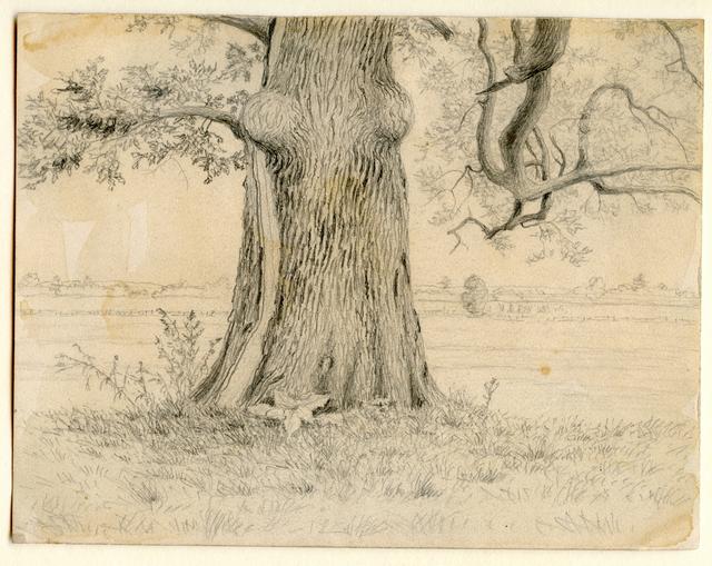 Trunk of tree with branches in grassy field