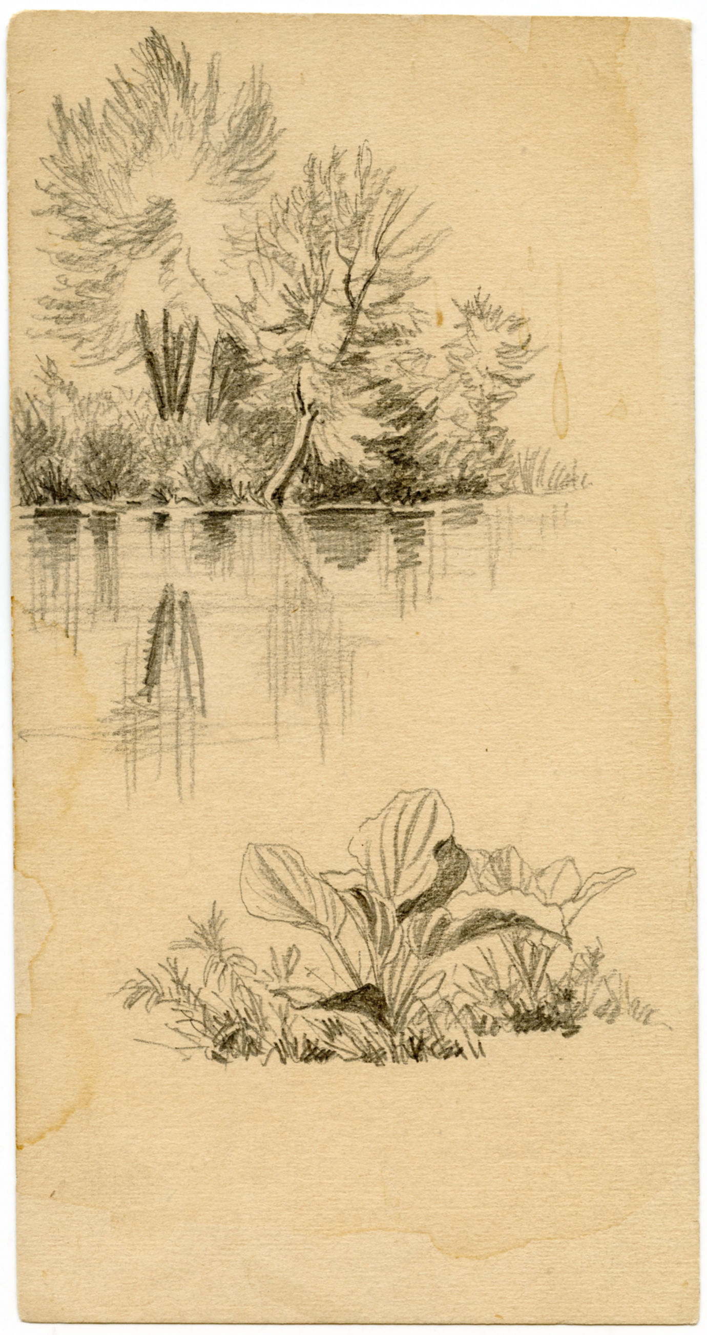 Plant at bottom center with river and bank with trees behind