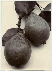 Two Pears laying on white table with stem and leaves attached