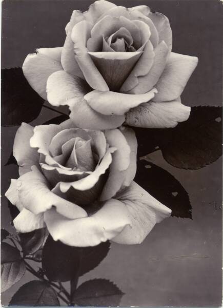 Two roses stacked vertically with darker leaves and stems