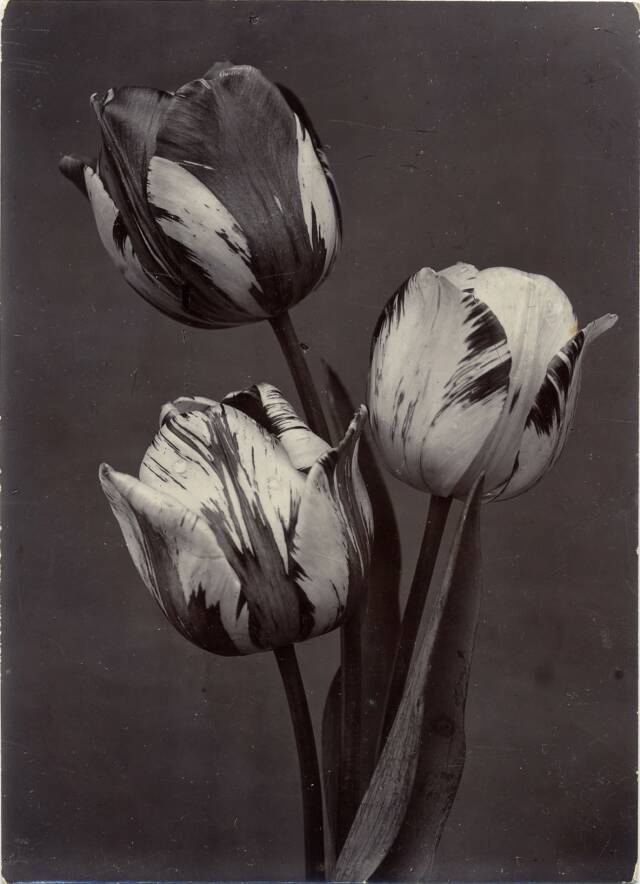 Three tulips in profile at center