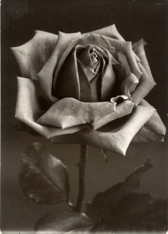 Single rose in close up