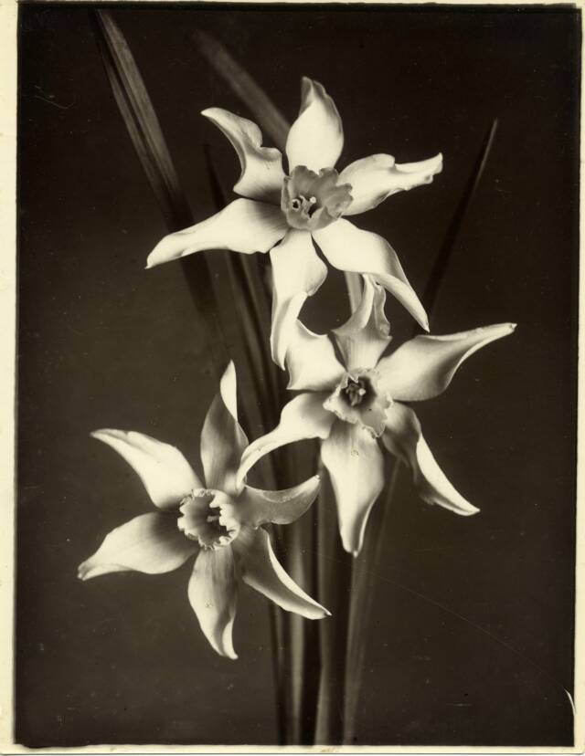 Three flowers, vertically stacked at center