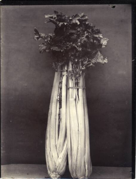 Two bunches of celery together standing with leaves up against grey wall