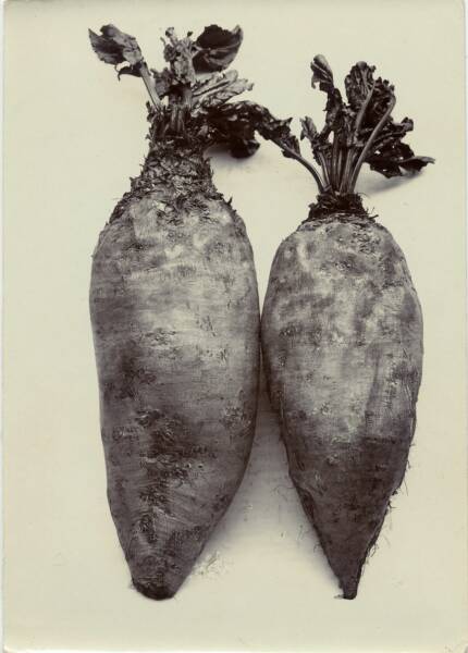 One larger root vegetable next to slightly smaller root vegetable, both growing leafy sprouts