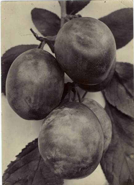 Three plums on branch with leaves on table