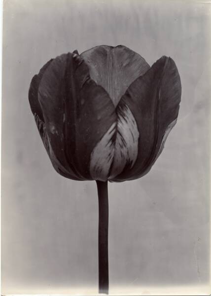 Single tulip with stem on grey ground