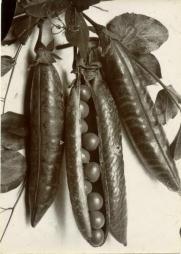 Three peapods with leaves, center peapod split open with individual peas visible