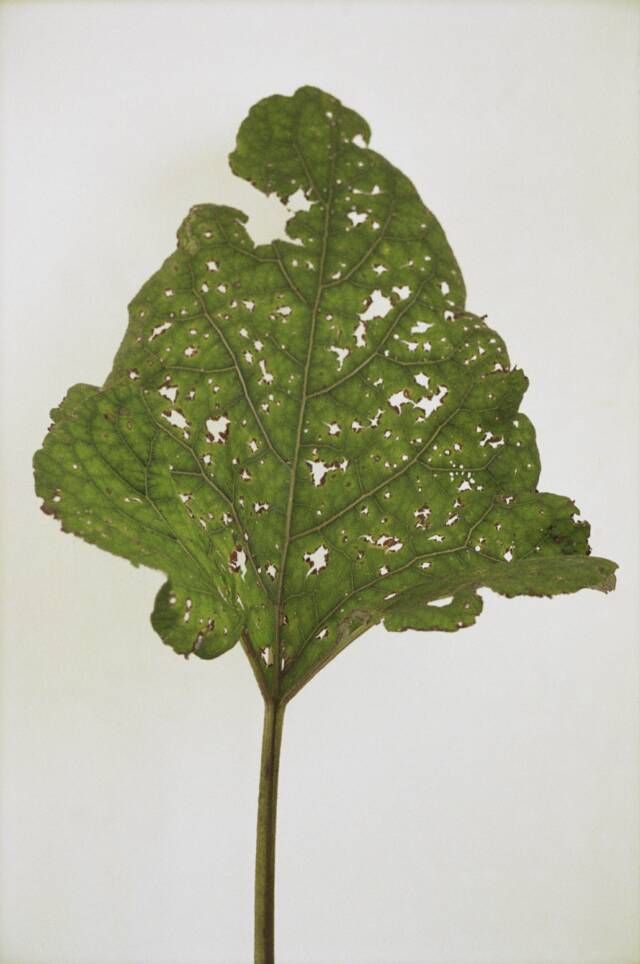 Green leaf in diamond shape with holes on white ground