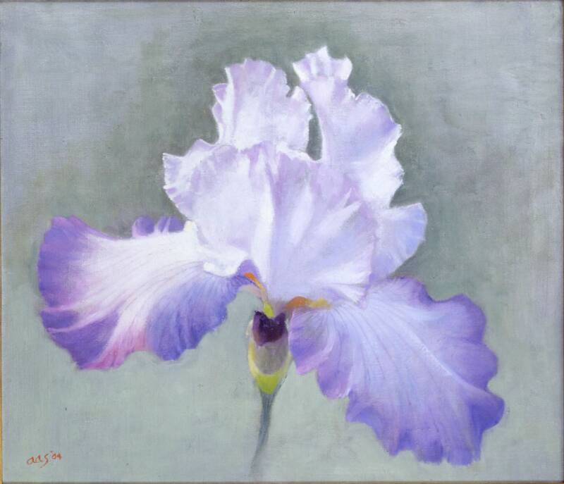 Lavender iris bloom with stem on grey background