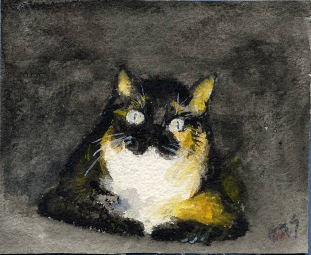 Calico cat with blue eyes on black ground