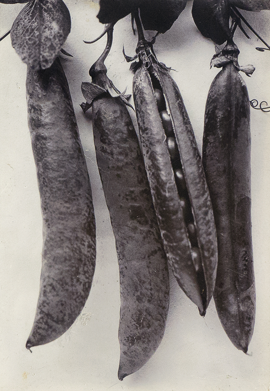 Four peapods with the center right pod split with stems pointing up