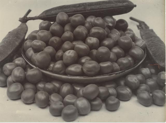 Black and white photograph of shelled peas in bowl with three peapods