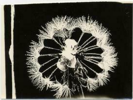 White dandelion on black background with white vertical line at left