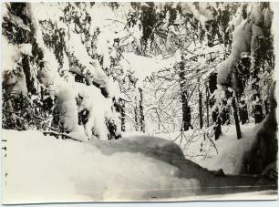 Forest with snow covered trees and large snowbank on lower left