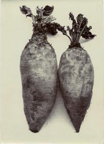 Two root vegetables laid flat with sprouts at tops on white ground